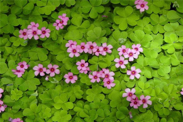 纳兰性德忧伤夏词,凄凉满地红心草,分析一下红心草是什么草?