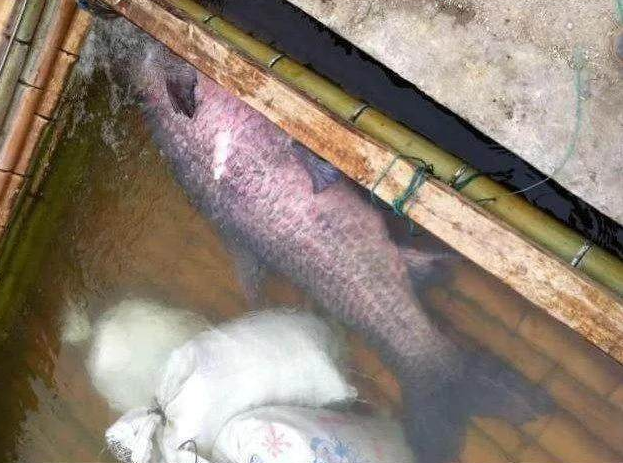 男子钓到20斤大鱼翻身后看清鱼的颜色脸色大变