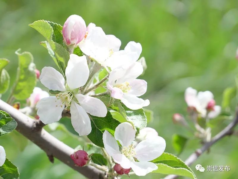 媒體聚焦崇信蘋果花開幸福來