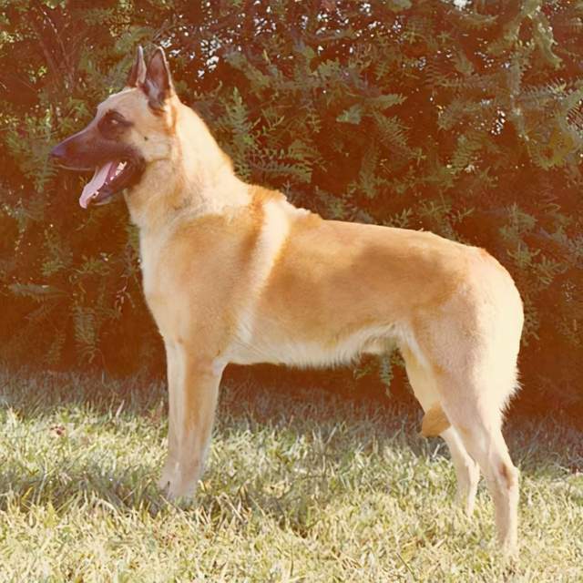 寻根问祖系列(27):马犬(belgian malinois)