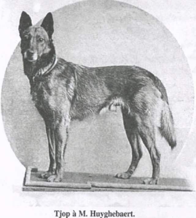寻根问祖系列27马犬belgianmalinois