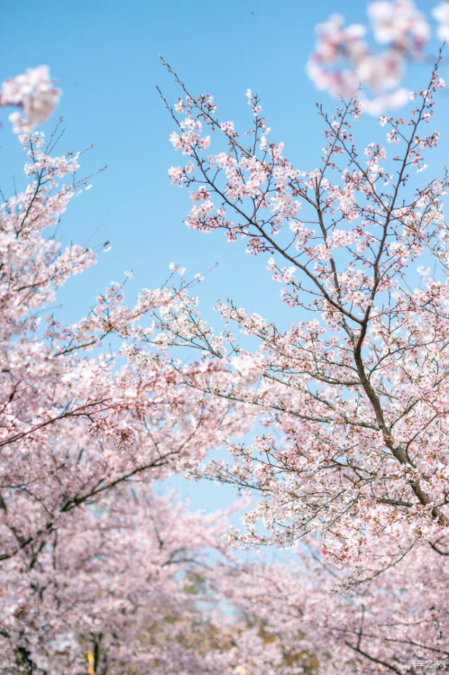 三月赏樱季无锡樱花烂漫正当时