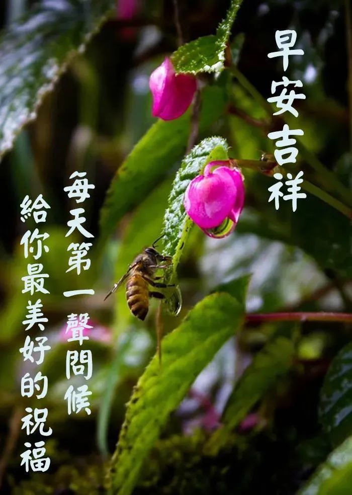 早晨暖心阳光祝福语图片带字 好看的温馨的早上好动态表情图片