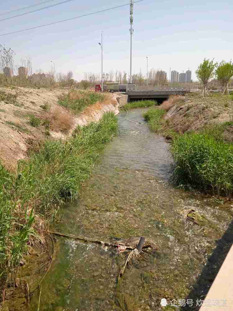 烏魯木齊市城區最大的河流水磨河有一段河道雜草叢生一片荒蕪