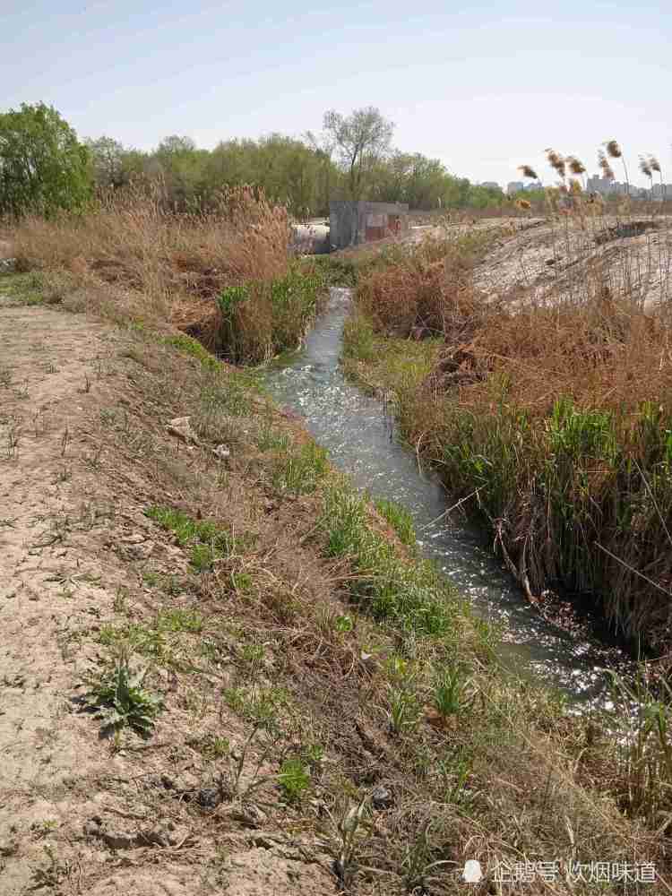 烏魯木齊市城區最大的河流水磨河有一段河道雜草叢生一片荒蕪