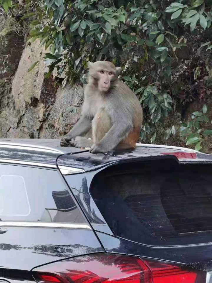 杭州转塘疑似发现豹子目击村民干农活时前后碰到过两次第一次就在我脚