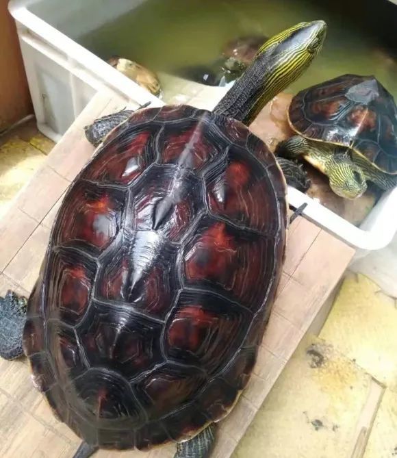 所有龟胶制品使用的龟胶必须来自中华草龟,所有进入药厂的龟壳必须