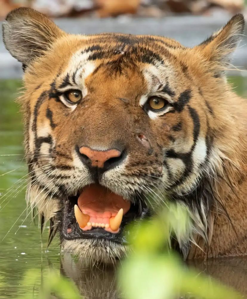 虎王查吉尔合集:5个虎王查吉尔的排名对比,谁更传奇?_腾讯新闻