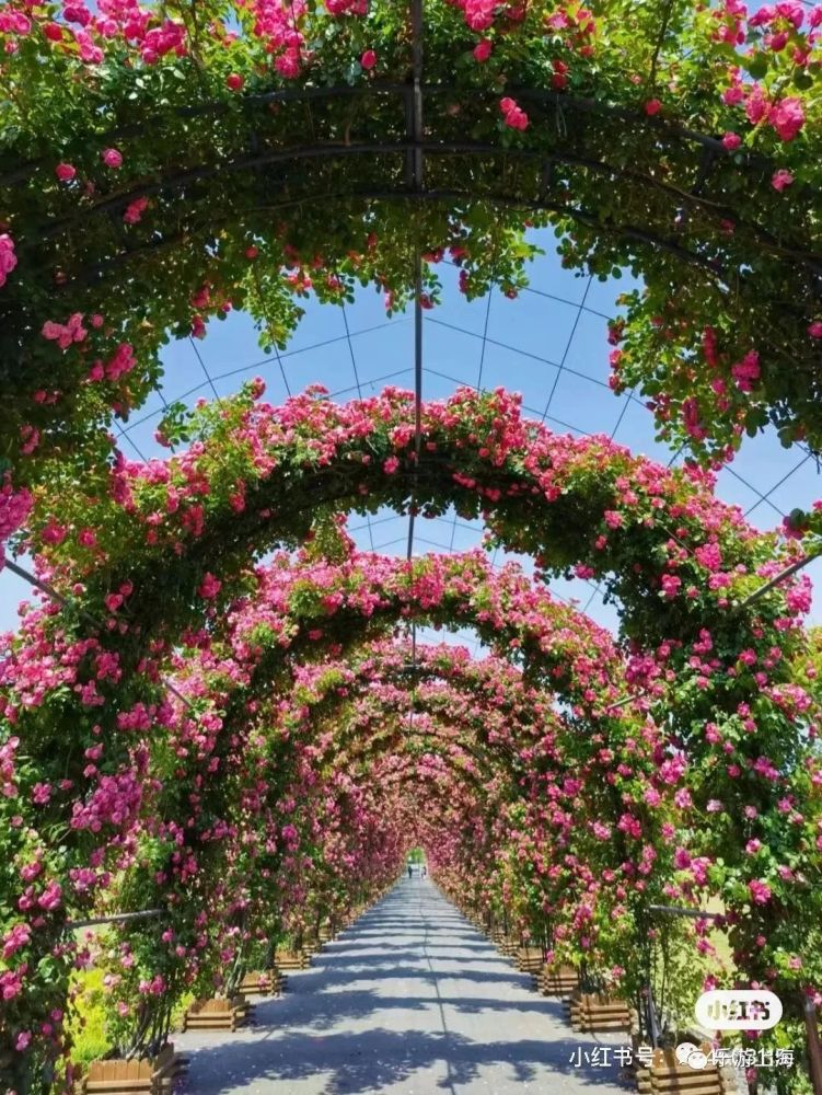 免费月季小镇,惊艳月季长廊……五月该赏月季花了!_腾讯新闻