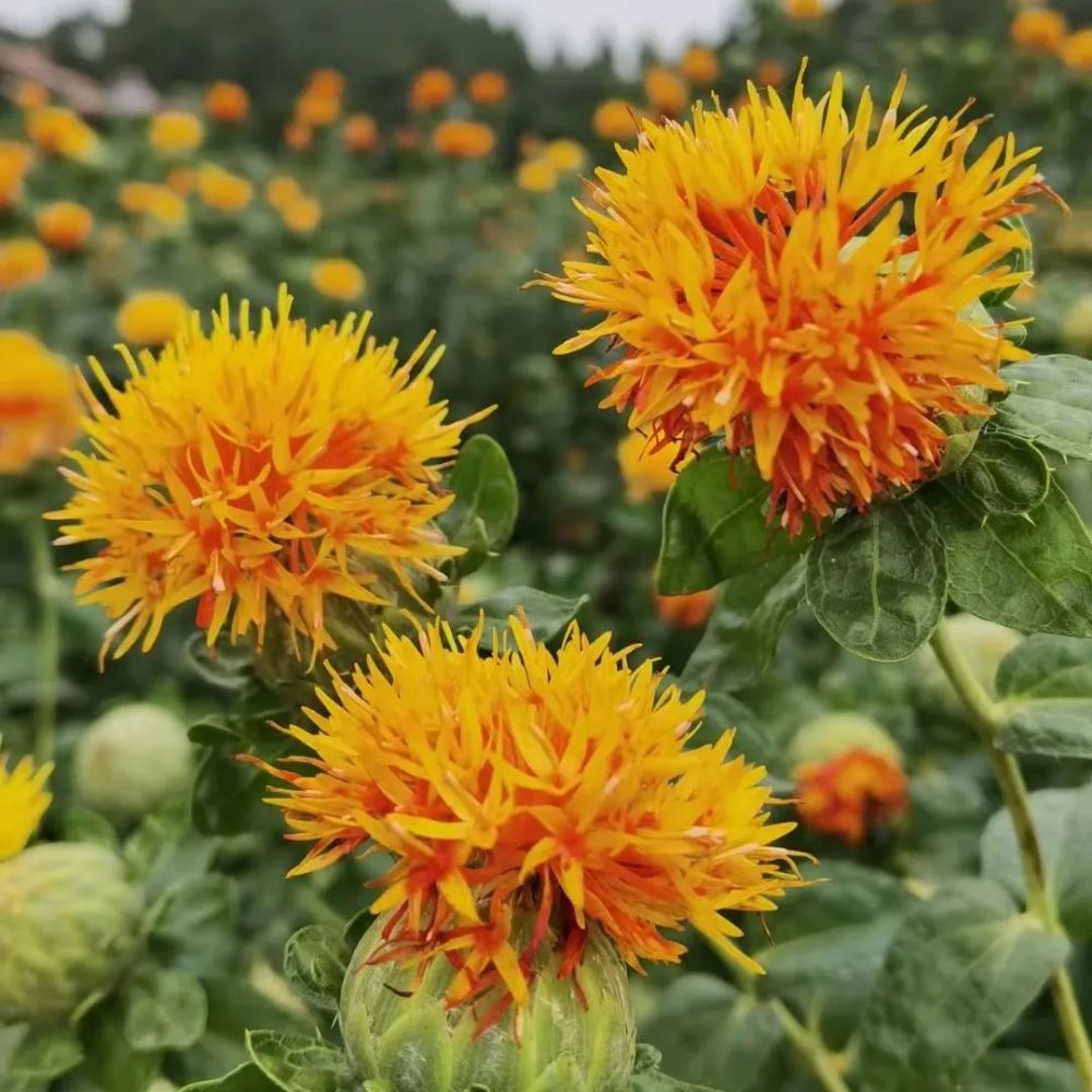 簡陽市開展浪漫石鍾川紅花開天府本草中醫藥文化宣傳活動