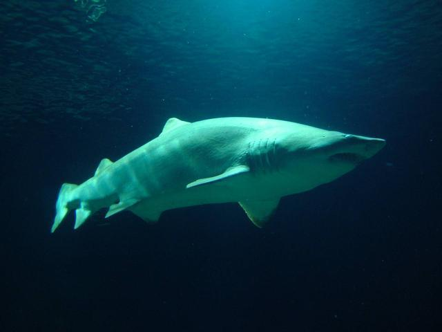 据说,沙虎鲨是世界上最残忍的生物——还在子宫内,它们的厮杀就已经