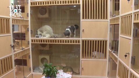 宠物寄养有多火爆有人戏称价格堪比假日酒店