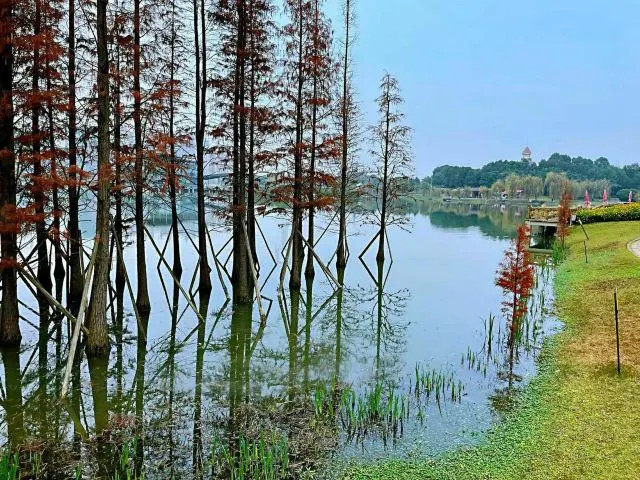 成都市青白江區鳳凰湖溼地公園超美,有溼地,湖泊,樹木,草坪及其它