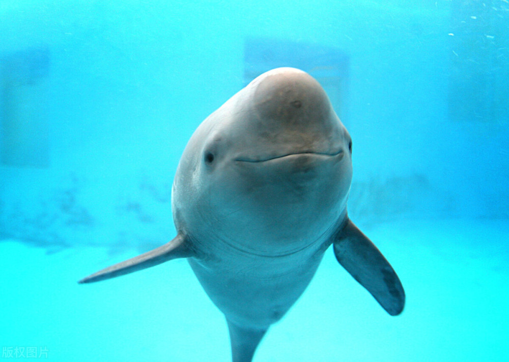 第一名,白暨豚它们有一些也如同奔流到海的河水一样,永远的消失在了