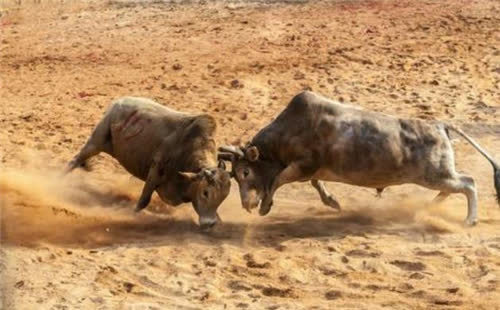 曹丕见两牛打架要求曹植作诗一首但不能有牛字结果流传上千年
