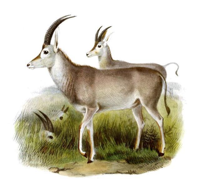 被天灾和人祸灭绝的第一种大型哺乳动物,最美精灵非洲蓝马羚_腾讯新闻