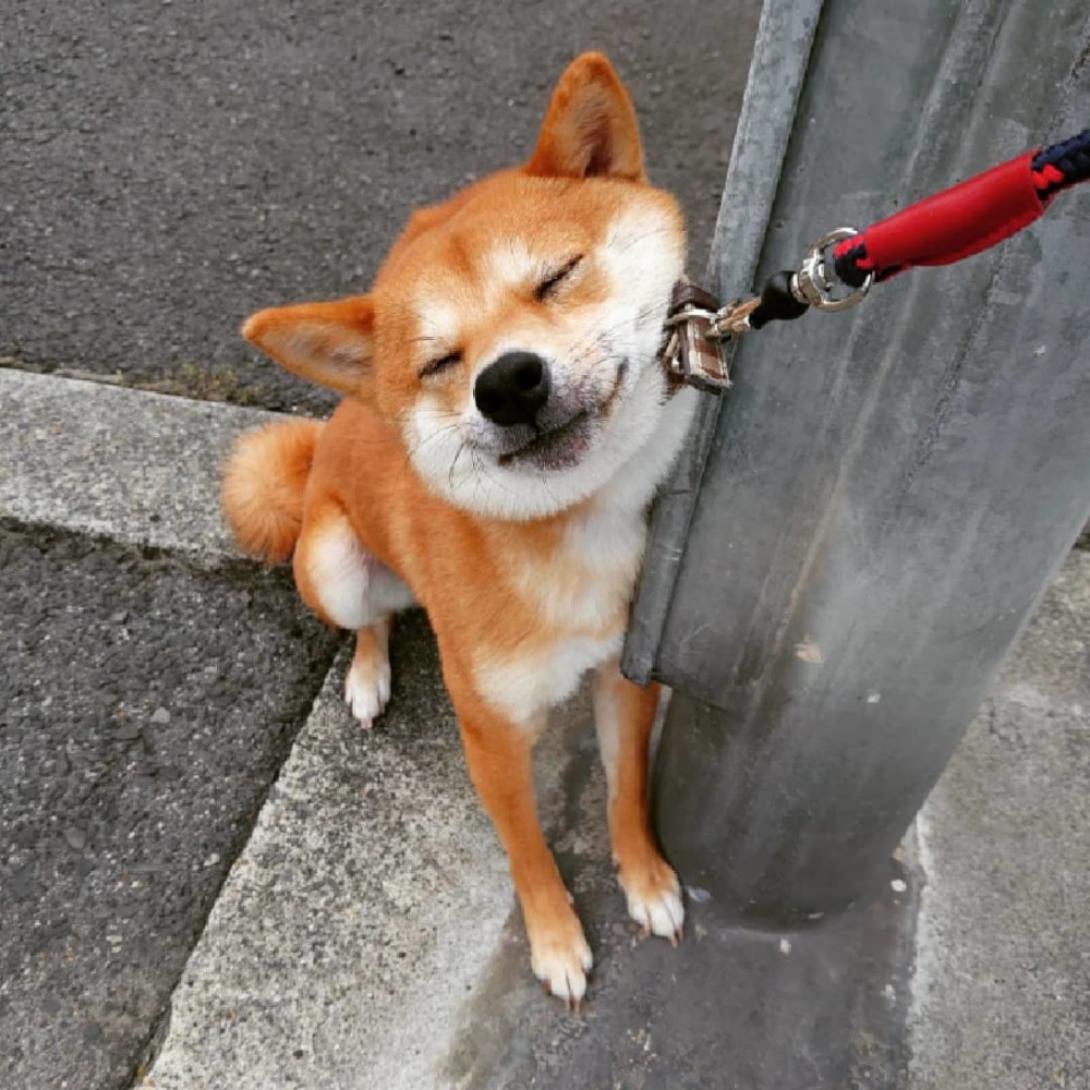 为什么养柴犬?卖萌我只服它!