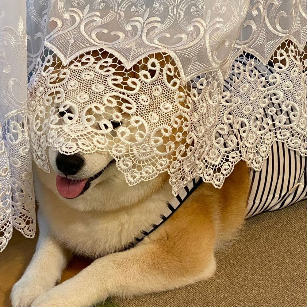 为什么养柴犬?卖萌我只服它!