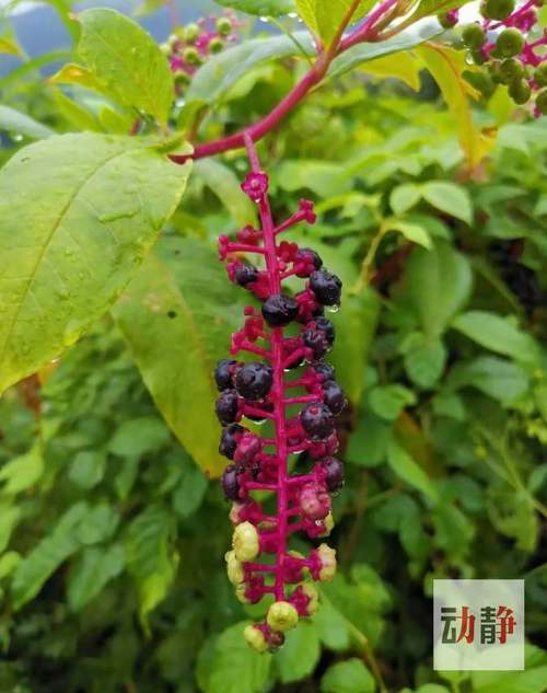 野性贵州 有问必答丨根似人参,果实像葡萄,有人拿它当野菜,却不知它有