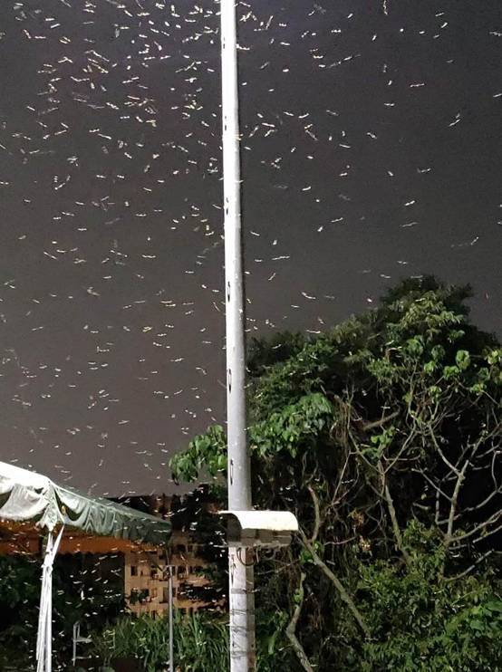 大雨的预兆台民众盼雨却盼来白蚁成灾