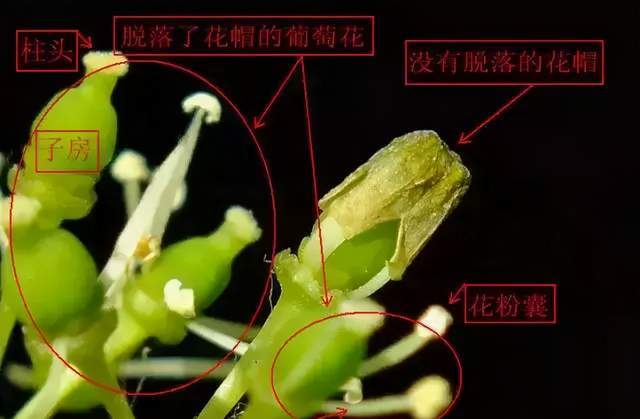 葡萄的花帽不脱落 危害竟然有这么大 腾讯新闻