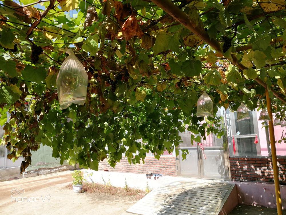 农村庭院种植葡萄既能遮荫又能结果为啥砍树不种的越来越多