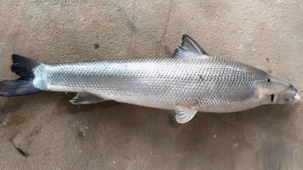 汉源湖钓获怪鱼原来是外来物种大鳞鲃它会危害生态吗