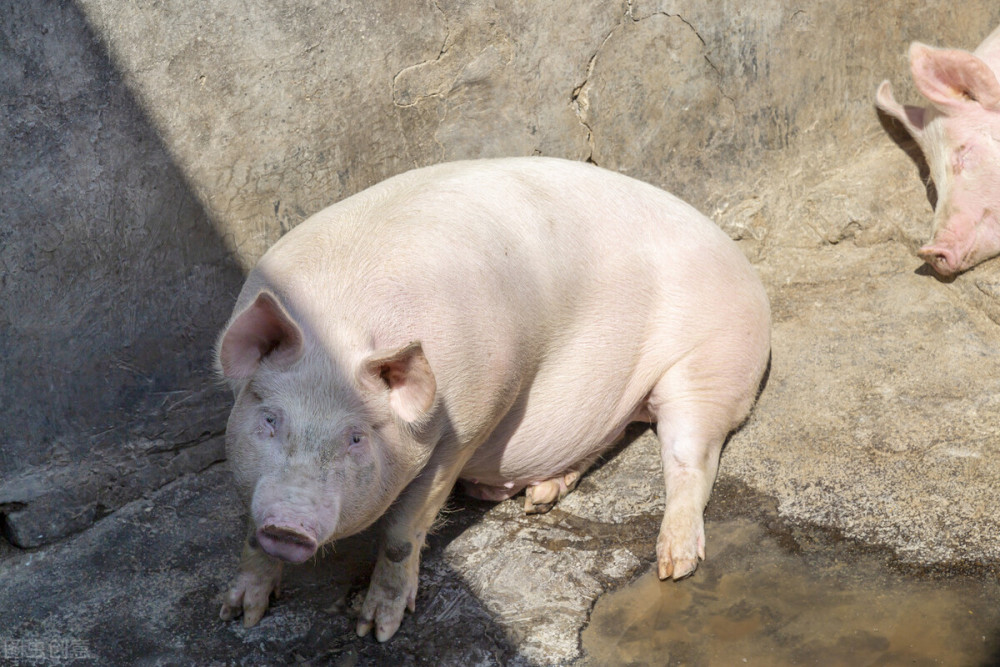 需求不振 肥猪当道……猪价已"无力回天"?
