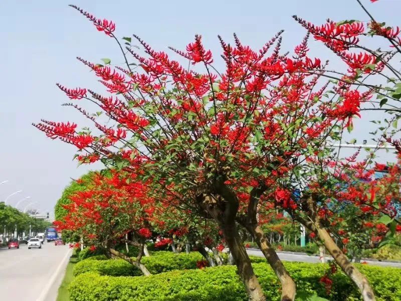 桂林市的市花图片