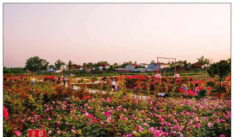 随州炎帝故里的后花园炎帝紫薇园