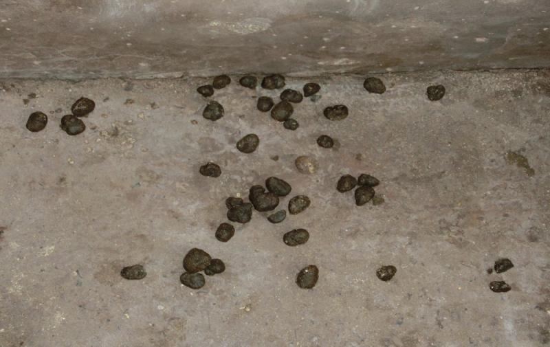 母猪产后便秘不吃食有什么办法母猪产后便秘怎么通便试试这样