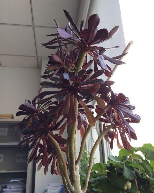 养5年的"多肉法师",长成1棵小树桩,越来越有价值