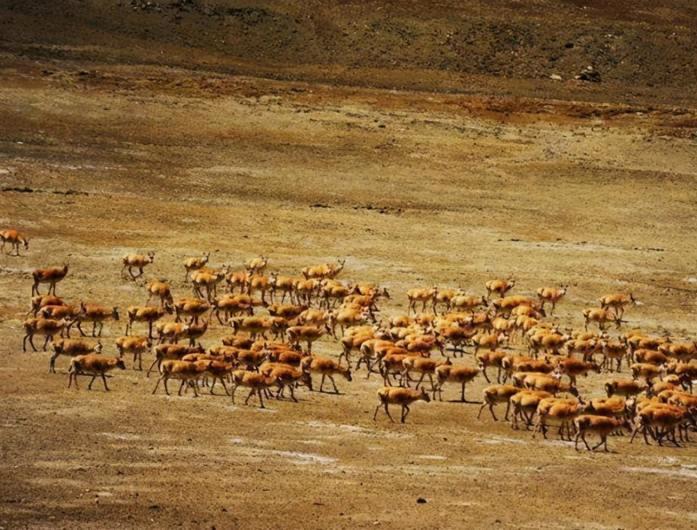野生动物保护藏羚羊开始一年一度大规模迁徙产仔