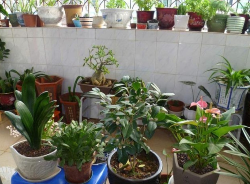 在家自制 杀虫水 花盆里喷一喷 赶跑小虫子 土壤网