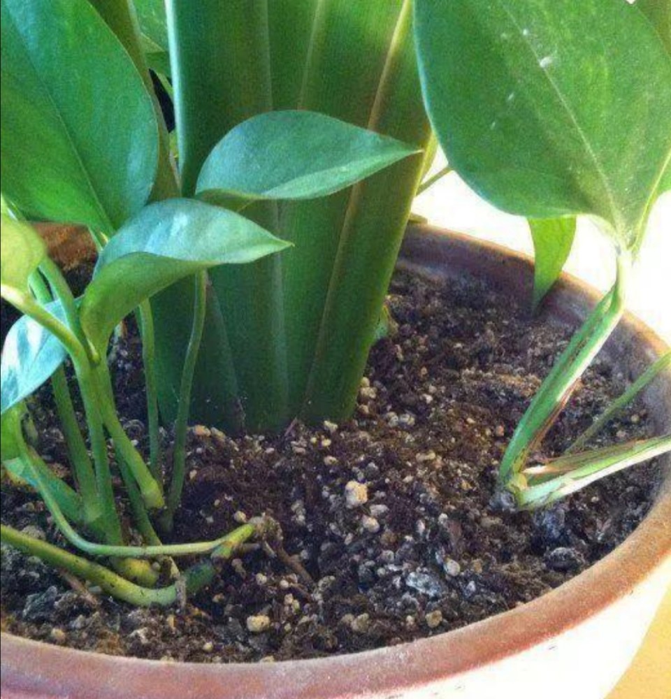 在家自制 杀虫水 花盆里喷一喷 赶跑小虫子 土壤网