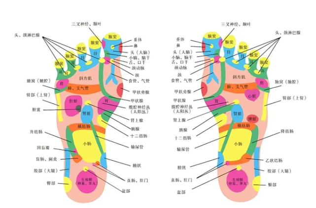 腿部对应的反射区图解图片