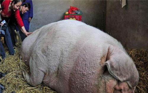 被称浙江"猪王",长2.1米重2200斤,躲过4次屠刀,最终皈依佛门