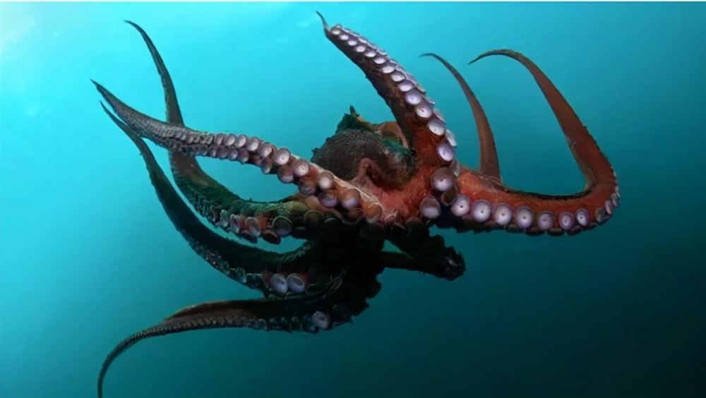 一个全新的物种在深海7000米处被发现外形俘获众多萌妹子