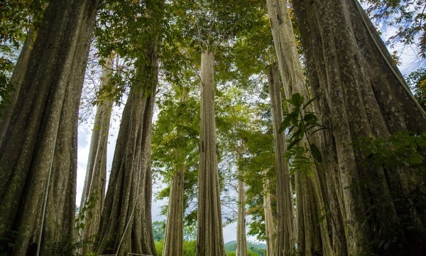 首个千年古树康养综合体"胎动"大湾区|大湾区|康养|徐凯宏|户田芳树