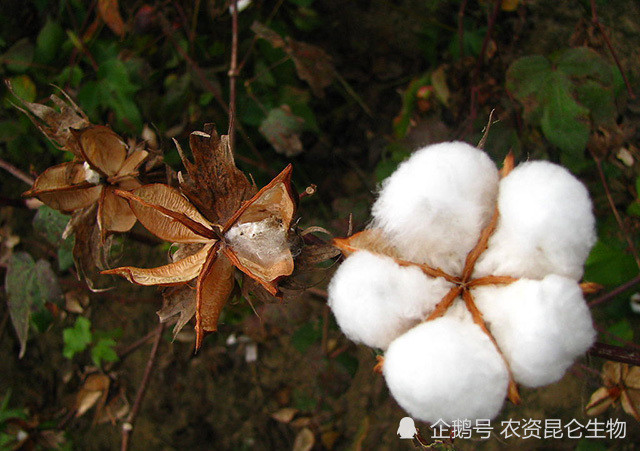 棉花根腐死苗怎麼治?棉花根腐用什麼藥效果好?