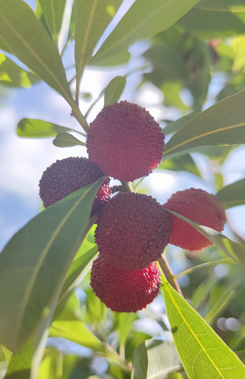 又到攀枝花杨梅成熟时邀你尝一口初夏梅好味道