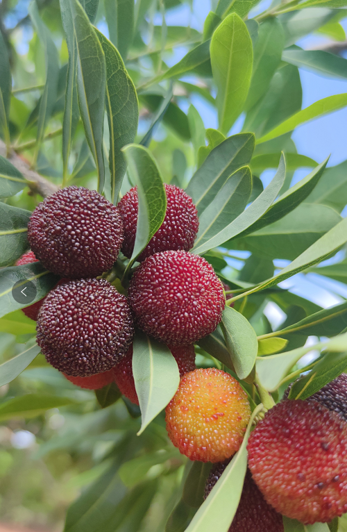 又到攀枝花杨梅成熟时邀你尝一口初夏梅好味道