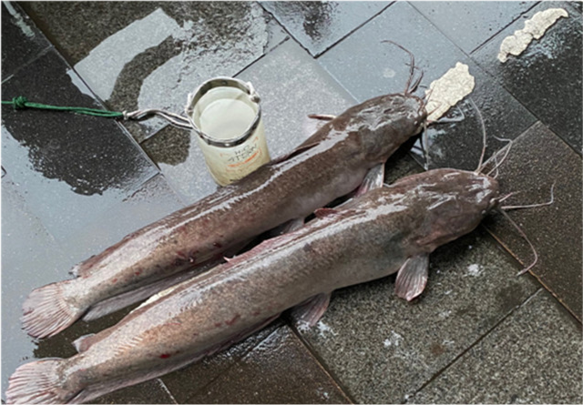 广东钓鱼人珠江边钓获大鲶鱼!钓友:数数胡须的数量,别吃为好_腾讯新闻