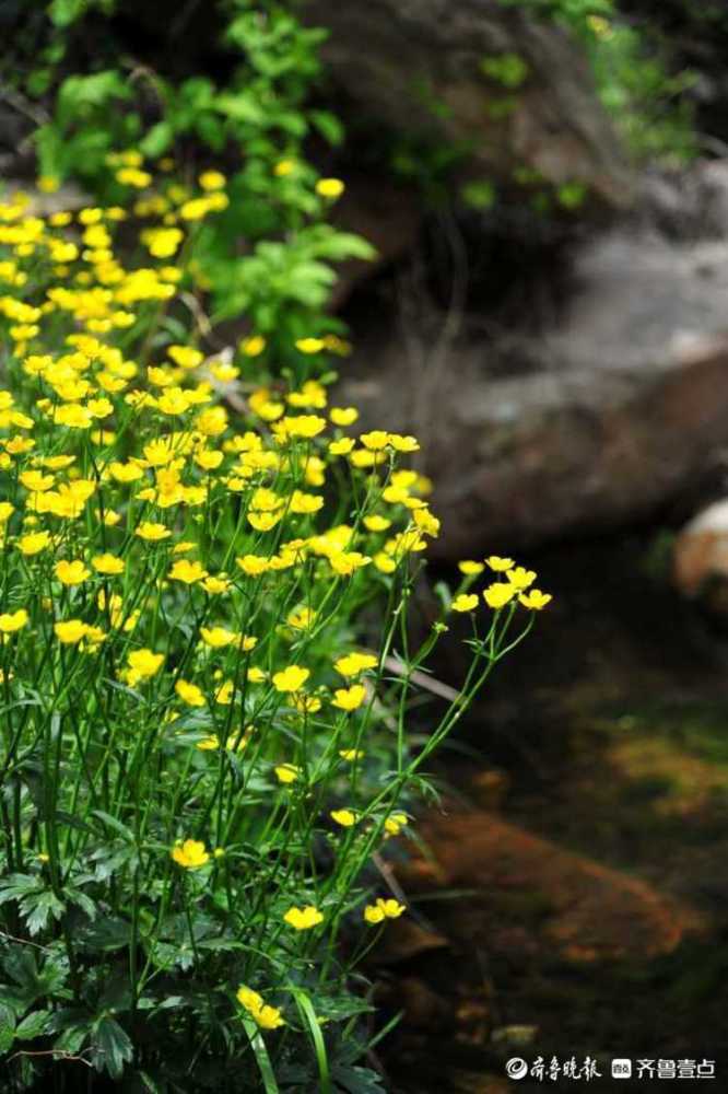 花开齐鲁日照天门峡谷野芹菜花妖娆绽放花开似海快来邂逅吧