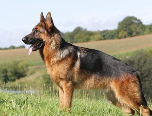 为保护群众重庆民警当街射杀流浪德国牧羊犬