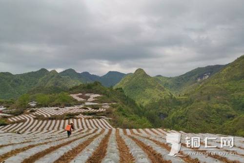 卢永发:种好烤烟带民富|烟苗|合水镇|烟农|烤烟|卢永发|印江县