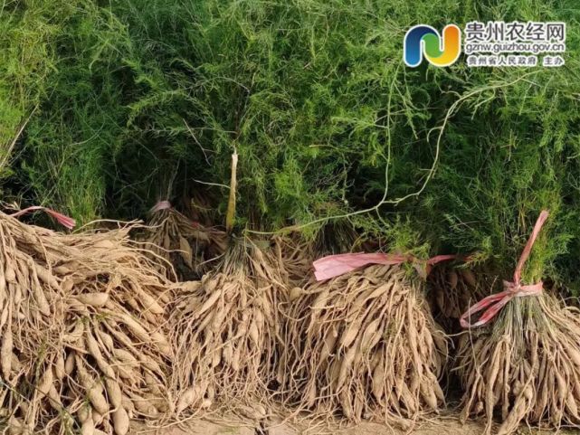 產銷對接大量供應天冬苗小瓜皇竹草種苗