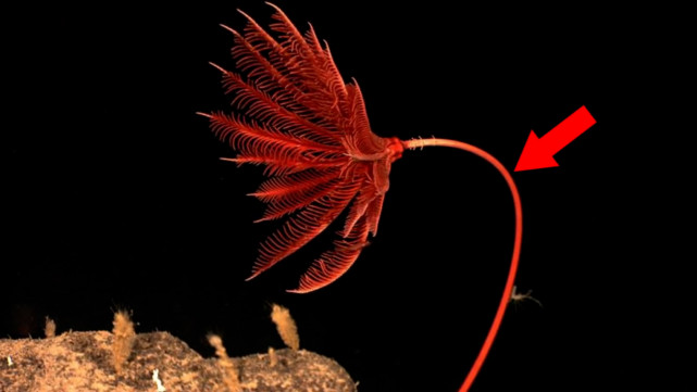 5种十分奇特的生物,鲜为人知,大自然真神奇|蓝龙|浮游生物|海羽星|樽