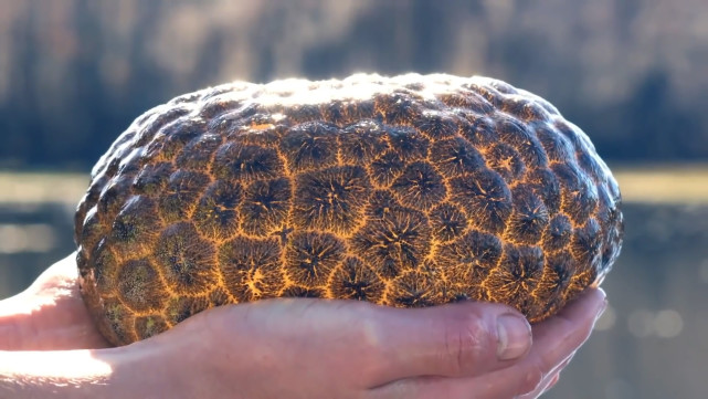 5種十分奇特的生物鮮為人知大自然真神奇