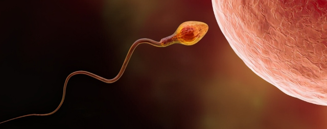 那如果告诉你之前大家发现的精子游动方式是错误的,你愿意相信吗?